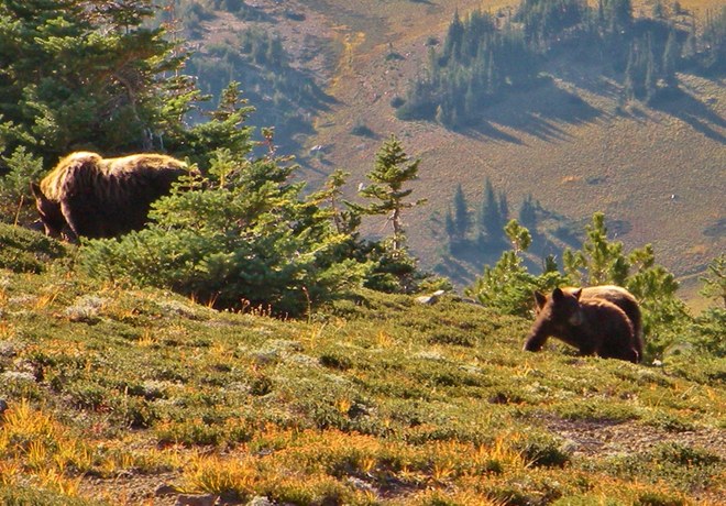Bears on Burroughs Mountain