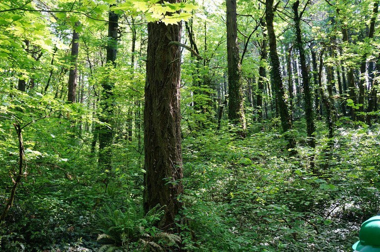 Lush Blandford Canyon with dappled sunlight