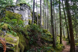Mount Si forest on Boulder Garden Loop thenomadicartist The lush forest at Mount Si with a large moss-covered glacial erratic and path leading into the forest.