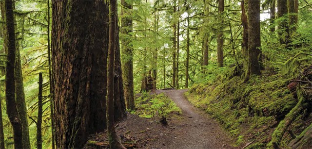 “ In this image, I wanted to guide the viewer through amoss-draped, mysterious section of the Boulder Creek Trail by letting the trail turn just out of sight, forcing theviewer to wonder what's around the bend.” — Paul