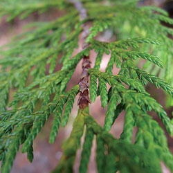 Western Redcedar. Photo by Tami Asars. 