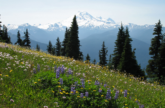 Mount Baker from Excelsior Pass makes for a gorgeous view on a day of trail work. Photo by Dave Hower. 