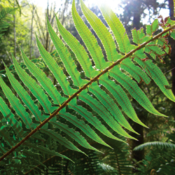 Start looking for sword ferns as fiddleheads in the spring. Photo by Tami Asars. 