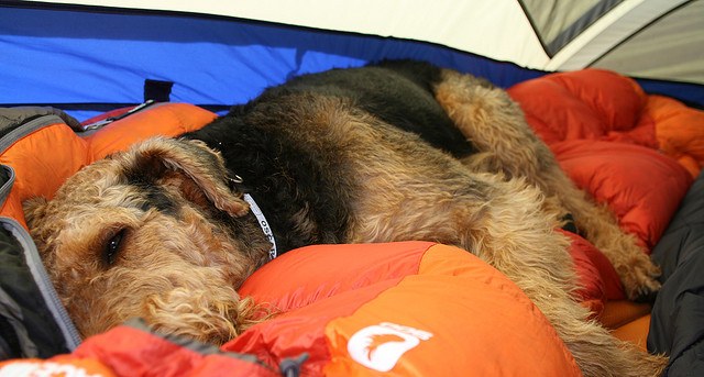 Sleepy pup in a tent in the Pasayten Wilderness. Photo by Brent Williams