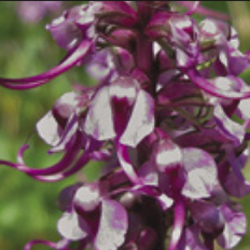 Elephant´s Head. Photo by Tami Asars.