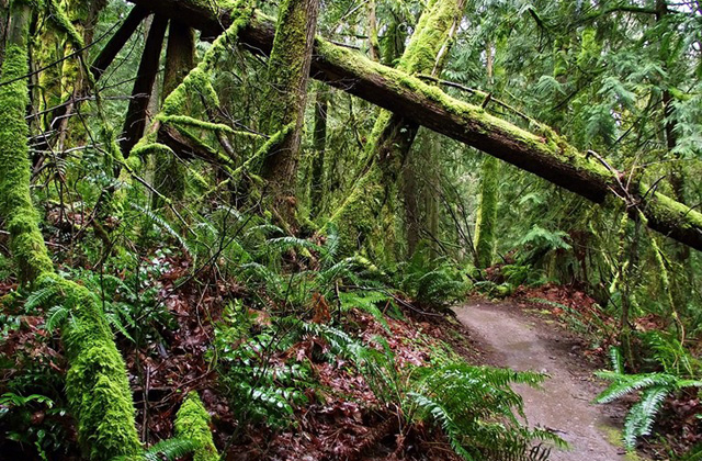 Grand Ridge Park - 'The trail is in great shape right now save for some mud and water on the trail in some spots.' Photo and report by Chris.