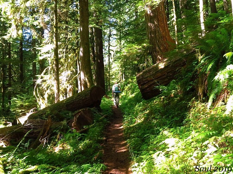 A hiker walks through a lush green forested trail