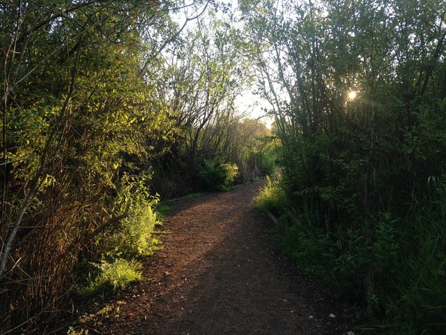 The trail heading to Foster Island. Photo by Austin Smith