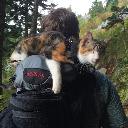 Honey Bee likes resting on a soft backpack when she gets tired.