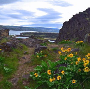 Balsamroot is blooming on the Horsethief Butte trail in the Columbia River Gorge. Photo by Bob and Barb.