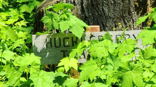An overgrown Huckleberry Mountain trail sign. Photo by Jay L, June 2014. 