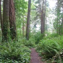 The Beach Trail at Kayak Point Park. Photo by retromama
