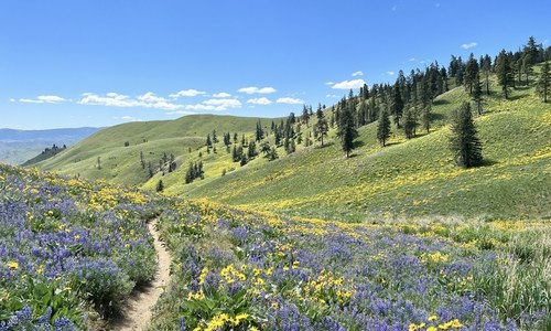 a hillside of wildflowers against a blue sky