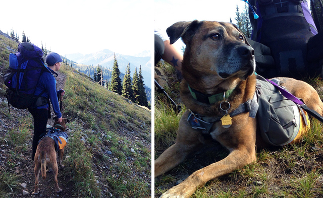 Madigan wearing the Kurgo MAX Pack near Hart's Pass.