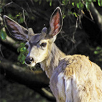 Look to their large ears to identify a mule deer. Photo by Tami Asars.