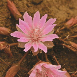 Bitterroot, sometimes used for medicinal purposes, grows in dry desert landscapes.