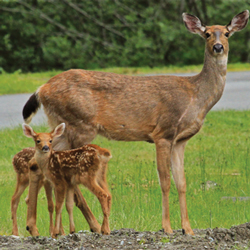 If you come across a black-tailed fawn by herself, leave her alone. Her mother is nearby. Photo by Tami Asars 