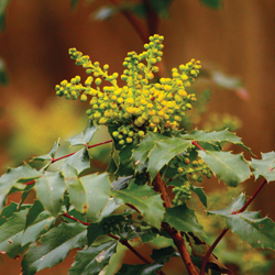 Tall Oregon Grape. Photo by Tami Asars. 