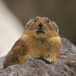 Pikas are known for the screeches they make in their mountain homes.