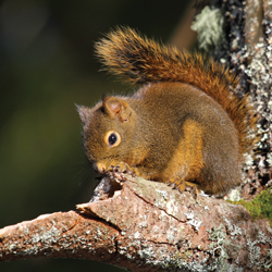 The Douglas Squirrel. Photo by Tami Asars. 