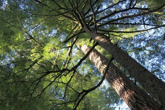 The forest canopy demands your gaze along the South Fork Skokomish River, which is great on a sunny day and a bit wet on a rainy day. Photo by Halfcenturyhiker.