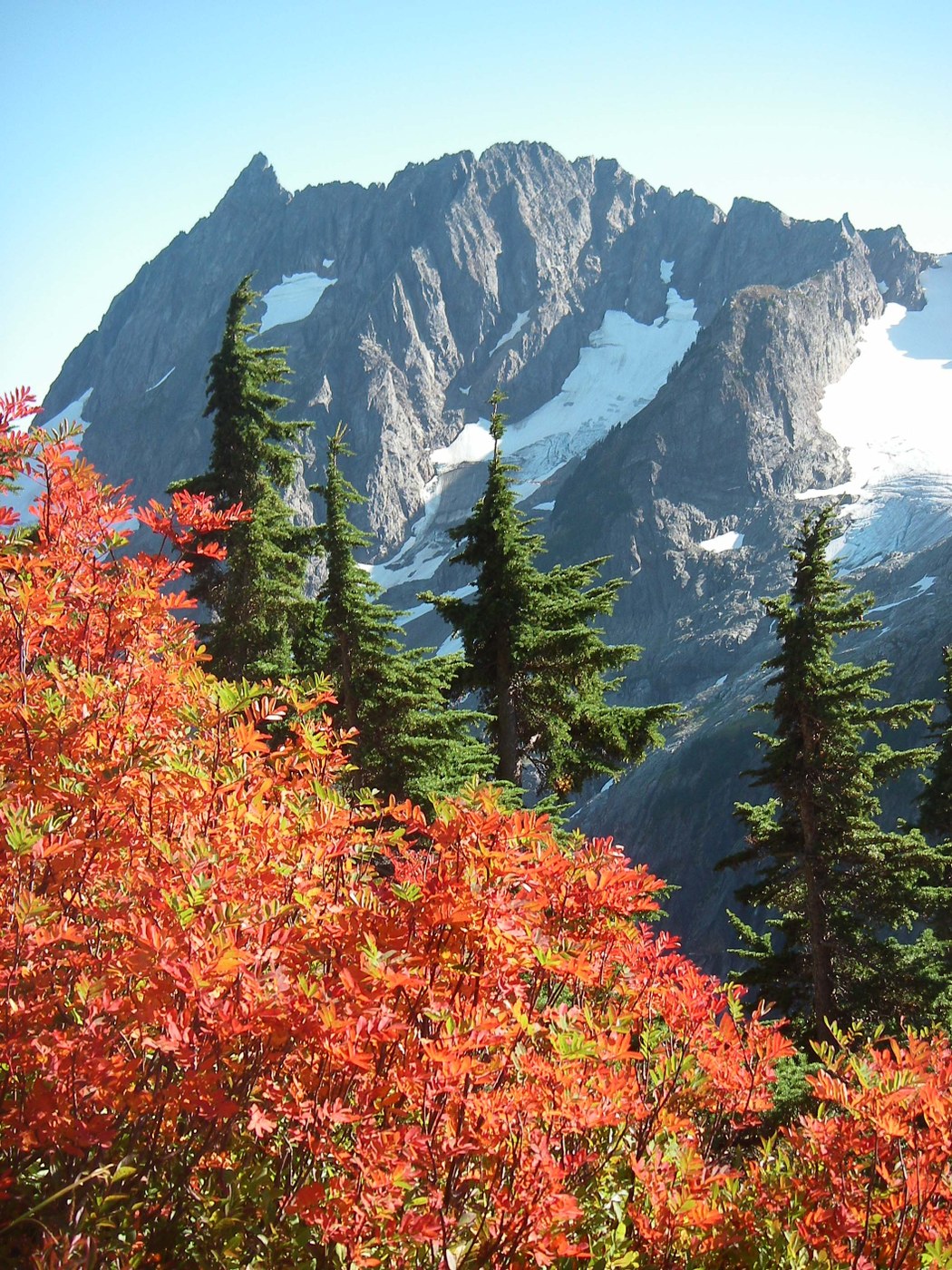 Mountain Ash