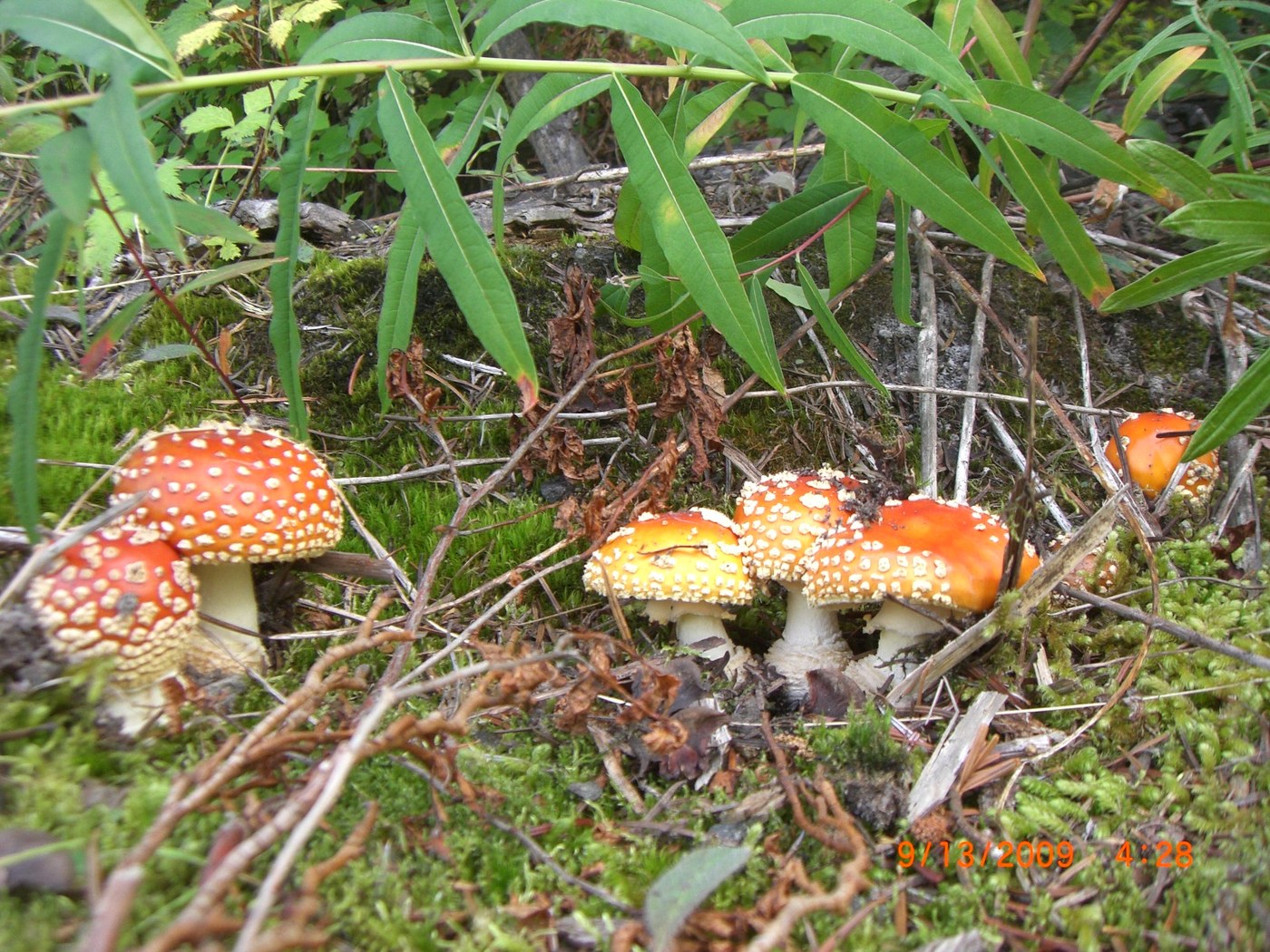 A fantasia of mushrooms at Meta lake.