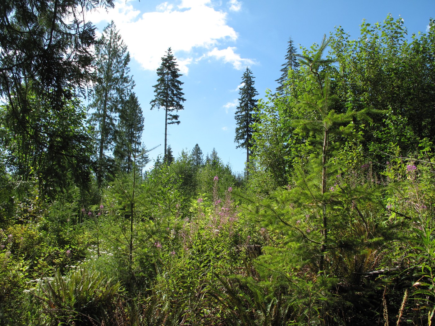 Open forest area logged several years ago - many larger trees left standing. Lots of pretty fireweed.