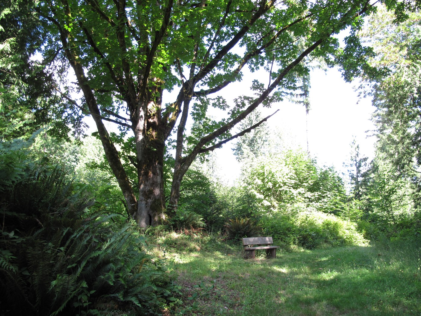 a very nice bench under a huge, majestic big leaf maple