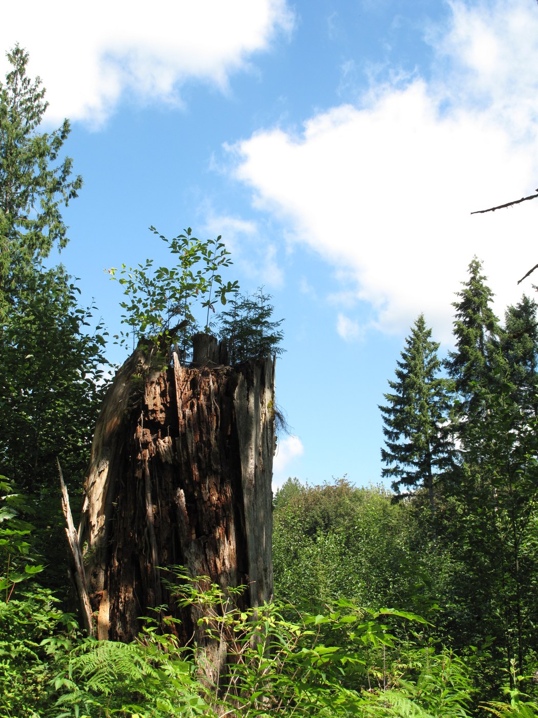 open forest with large cedar stump - evidence of the first time the area was logged