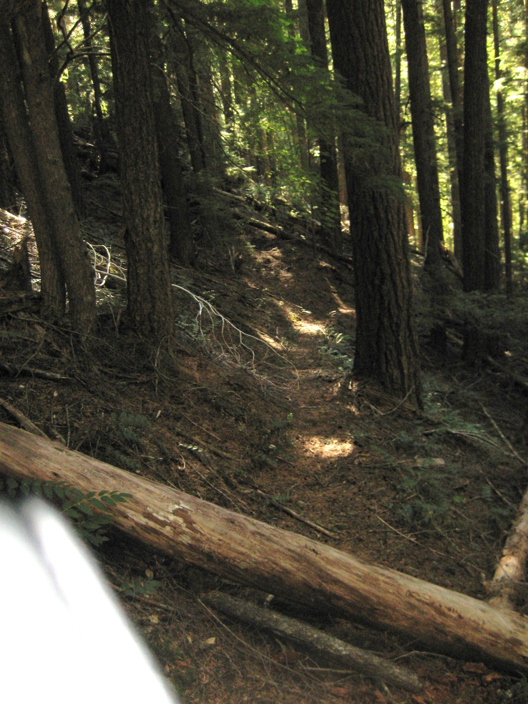 One of many blowdowns