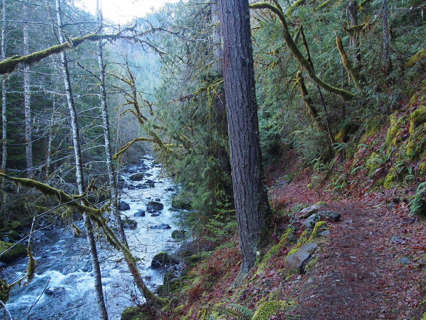 Duckabush trail around 2 miles in, approaching River Camp.