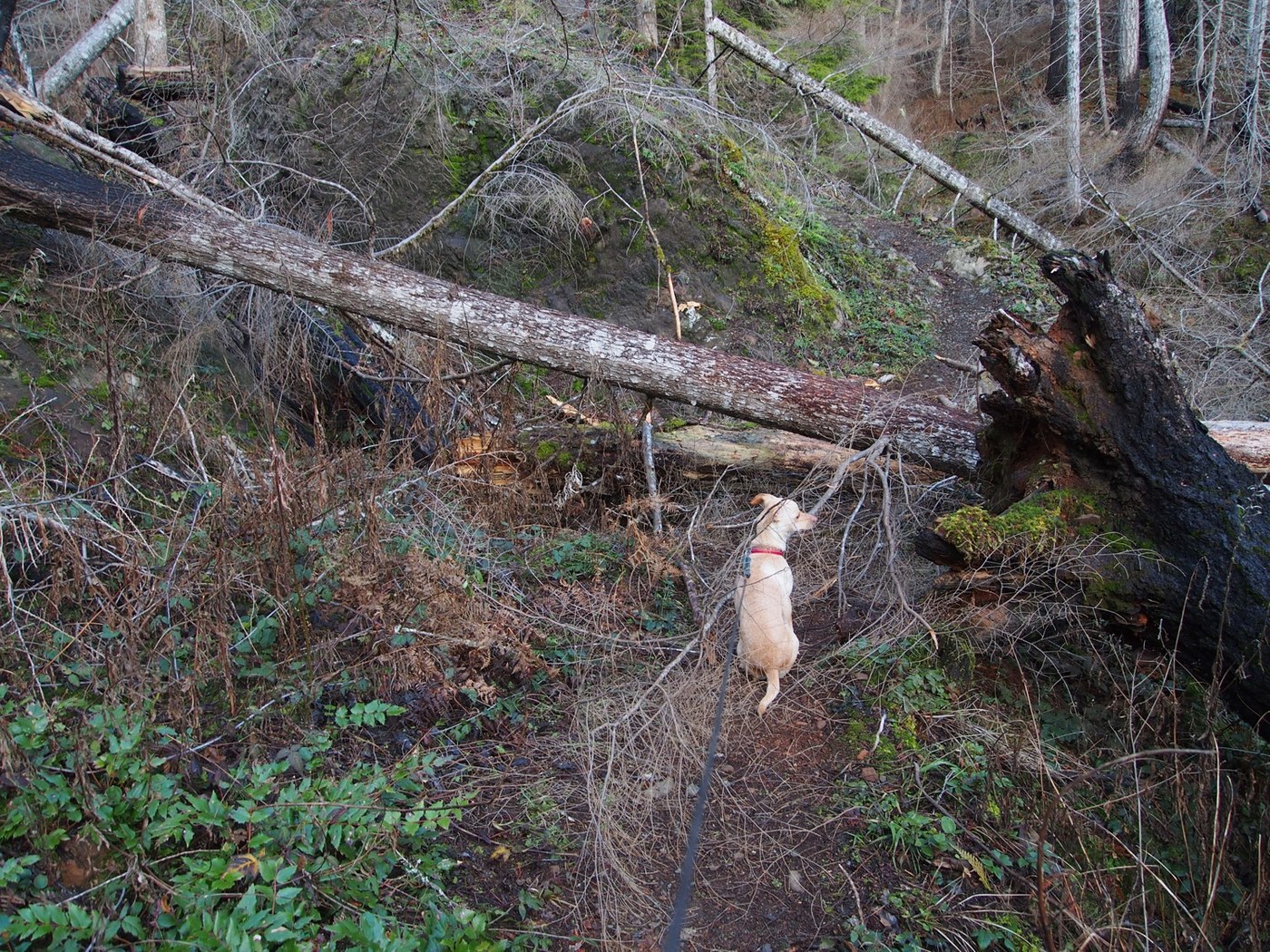 Oliver waits for instructions at the first of a few minor trail issues.