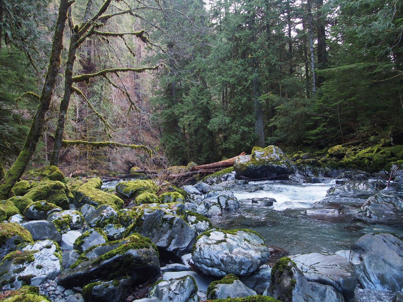 Duckabush River at 5-mile camp.