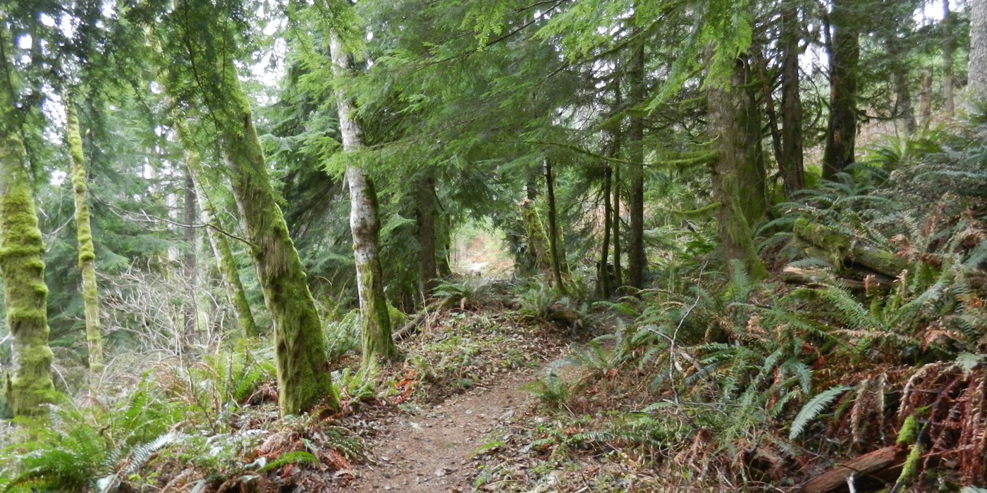 The Silent Swamp Trail on the old logging railroad grade.