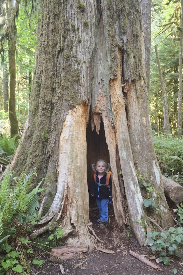 Fun tree on the trail to Marymere Falls