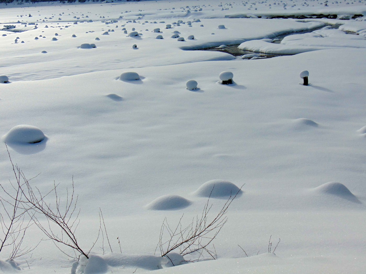 Lake Easton's stumps look like a meeting of alien blobs