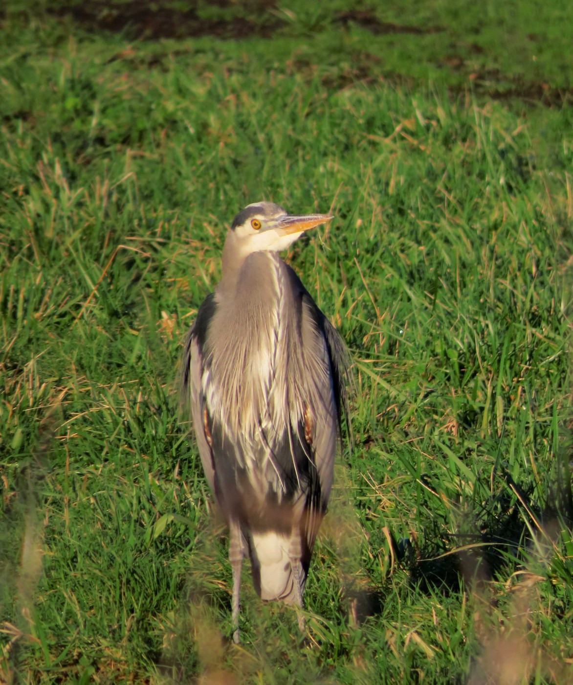 Great blue heron