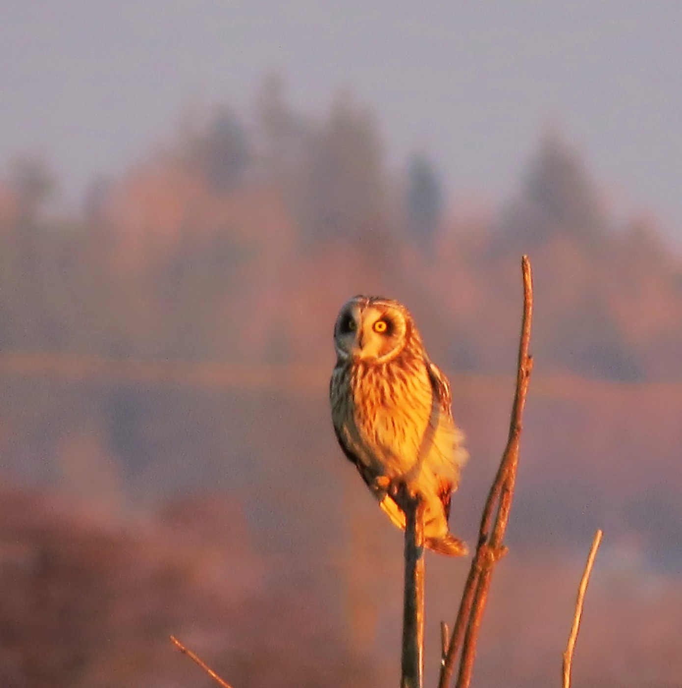 Blurry shortie (short-eared owl)