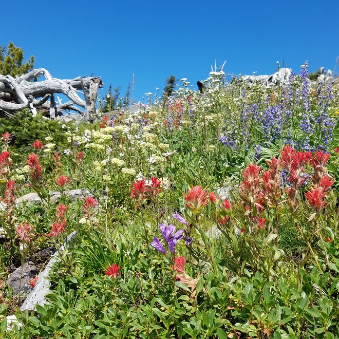 Wildflowers approaching the peak/summit