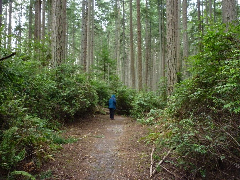Douglas fir forest with undergrowth of huge evergreen huckleberry bushes