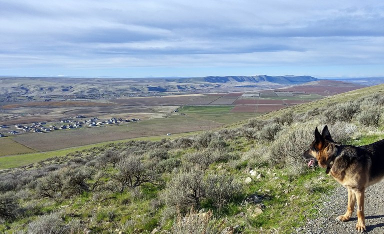 Badger Mountain
