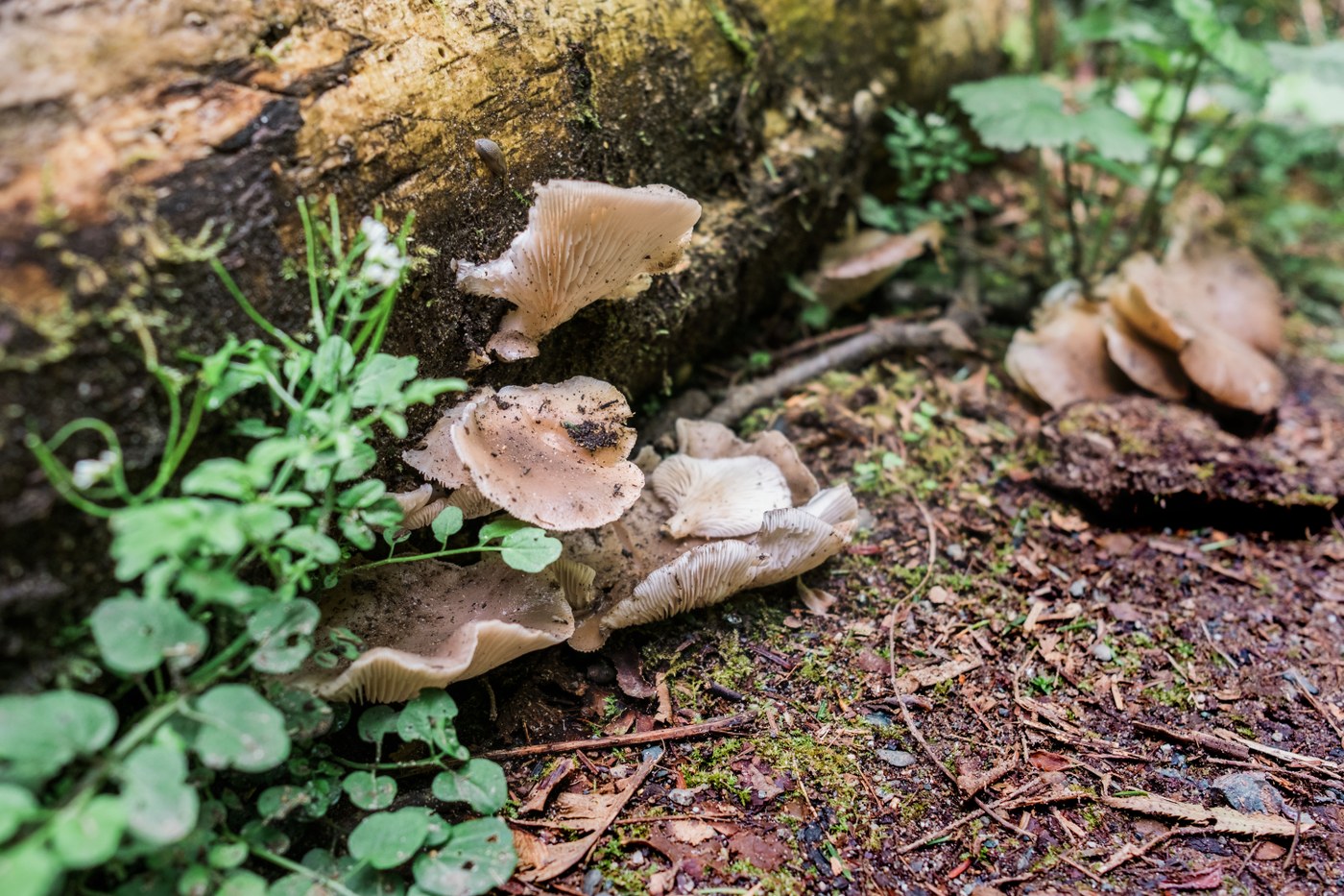 Lots of mushrooms for the observant eye.