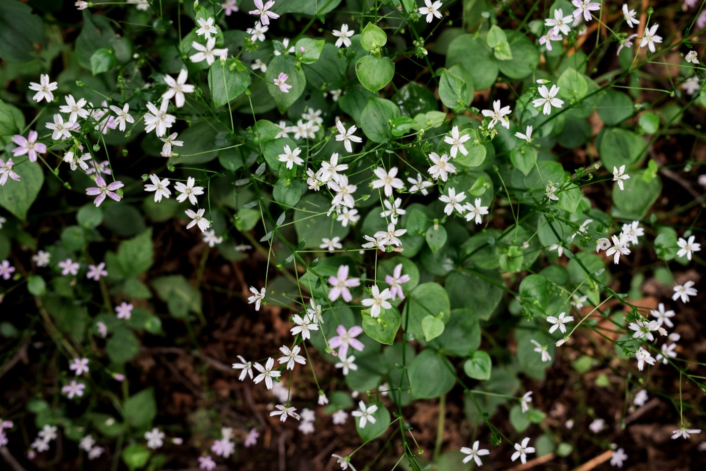 So many wildflowers.