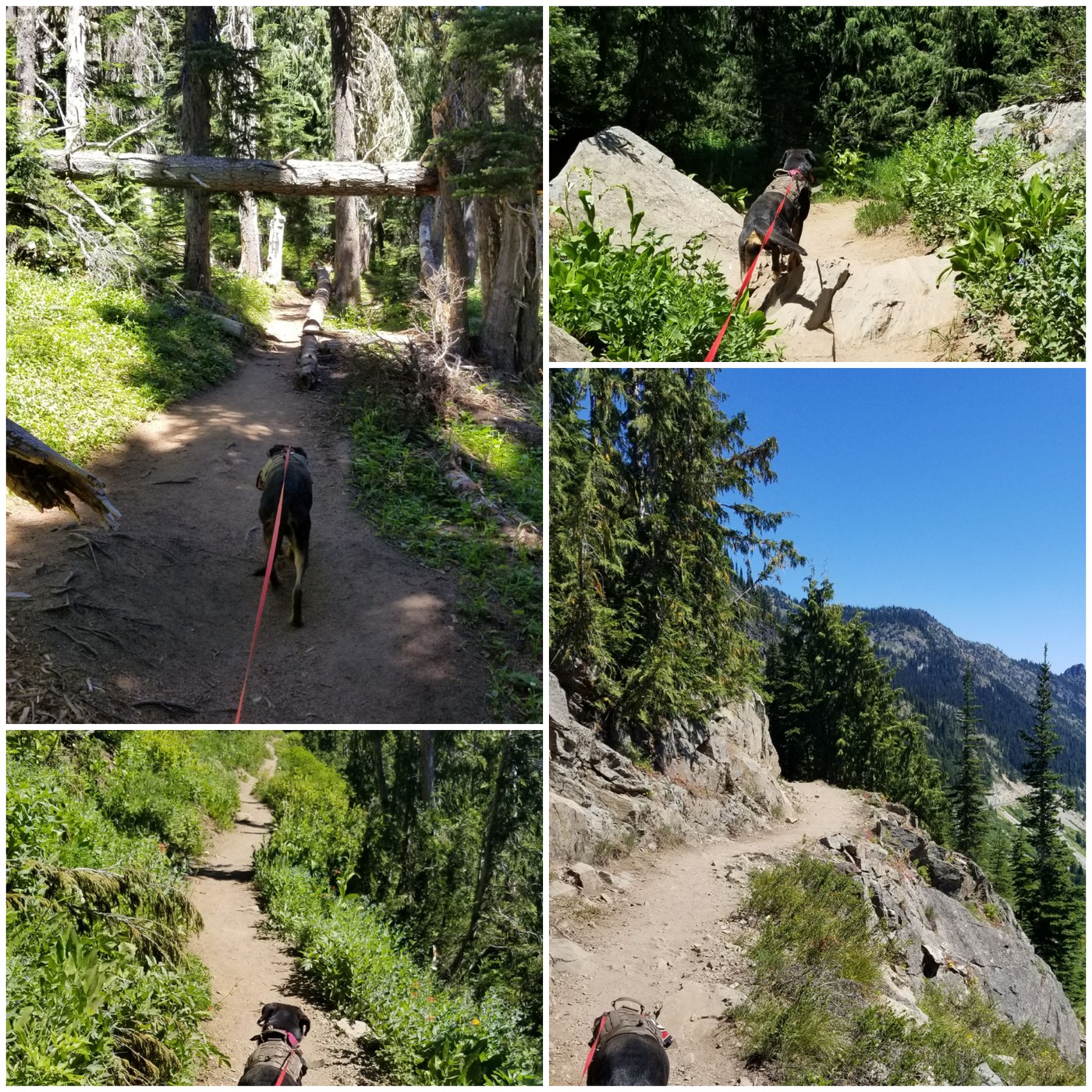 Trails (dog for scale)