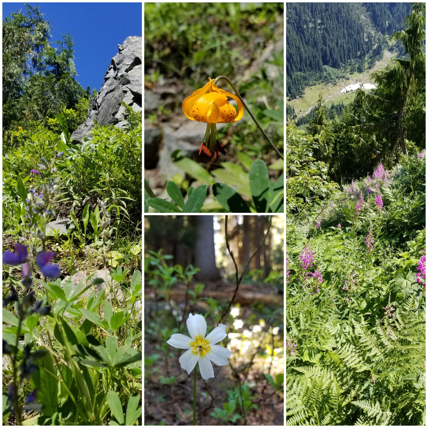 Flowers in full bloom