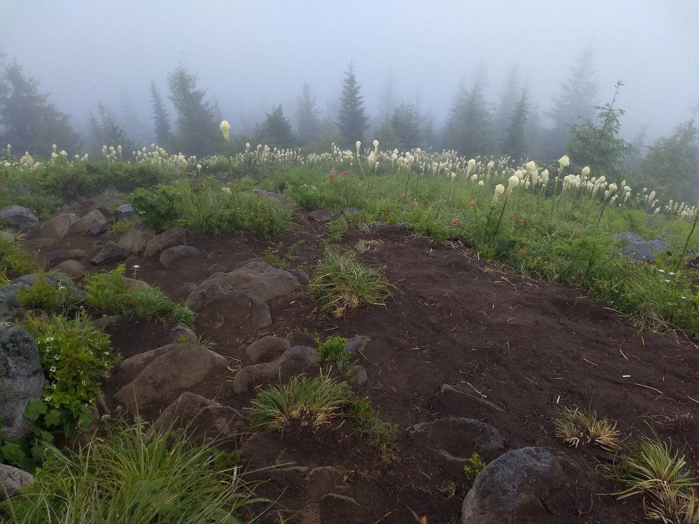 "view" from my sitting rock. Photo by nwroth.