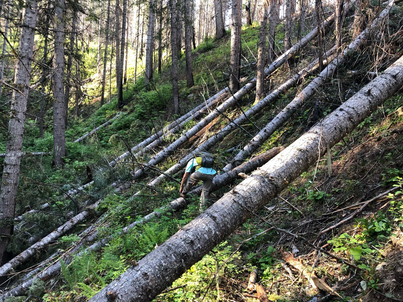 More down trees.