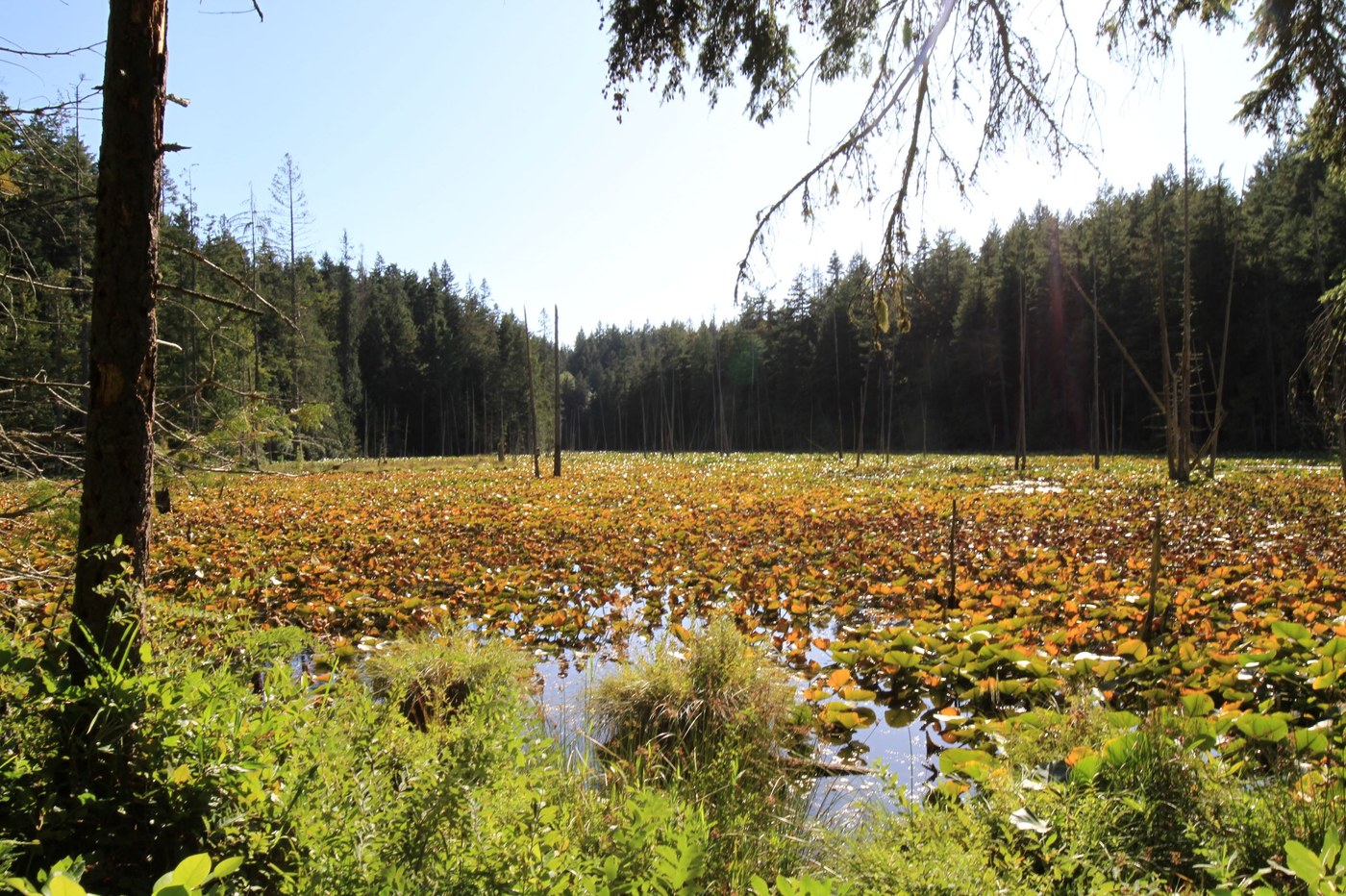 Big Beaver Pond from Trail #123-- August 2019
