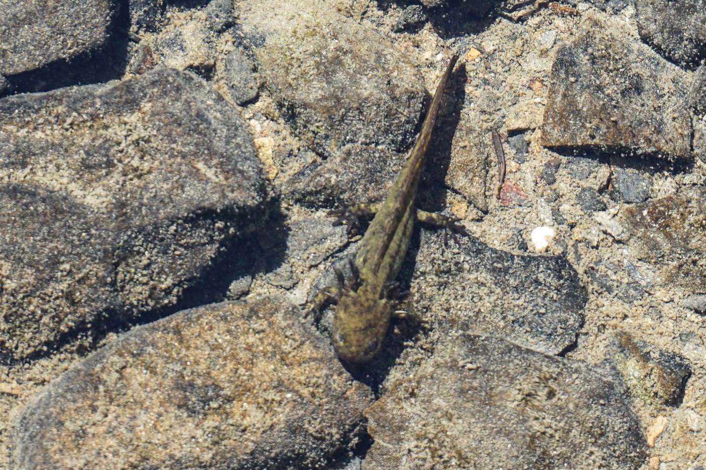 Salamander tadpole?